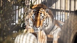 Первый случай рождения тигра на Сахалине может произойти в 2023 году