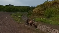 Очевидец заснял медведицу и медвежонка возле строящейся дороги на Курилах 