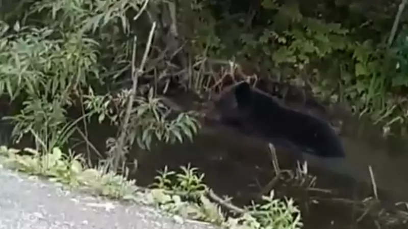 Сахалинцы встретили медвежонка-торопыгу, который шлепнулся в лужу