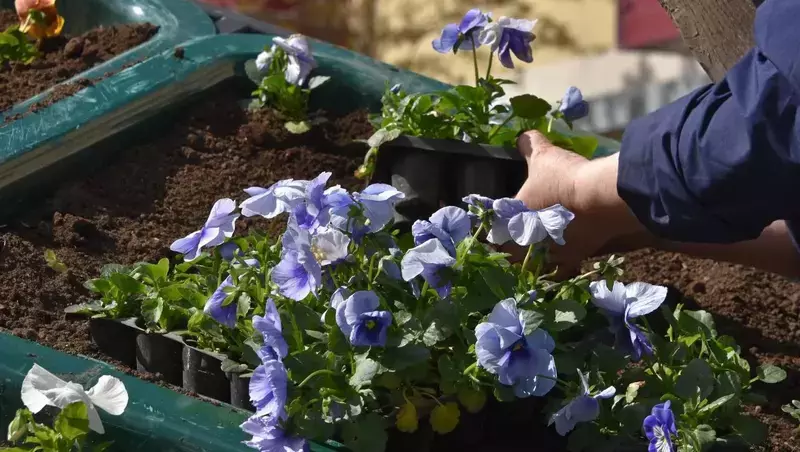 В Углегорском районе высадили 20 тысяч цветов за лето