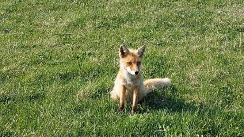 Курильчане любовались нерпами, лисой и рододендроном в бухте Шикотана