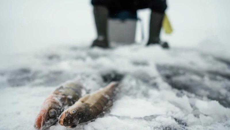 Спасатели рассказали о безопасном участке в заливе Мордвинова на 22 февраля