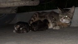 Крик души: на Сахалине приют «Пес и Кот» помогает другим, но сам нуждается в помощи