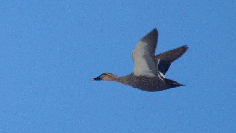 В Международный день птиц сотрудники Курильского заповедника рассказали о жизни пернатых