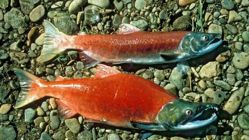 Стало известно, сколько заплатят сахалинцы за браконьерство на путине лосося