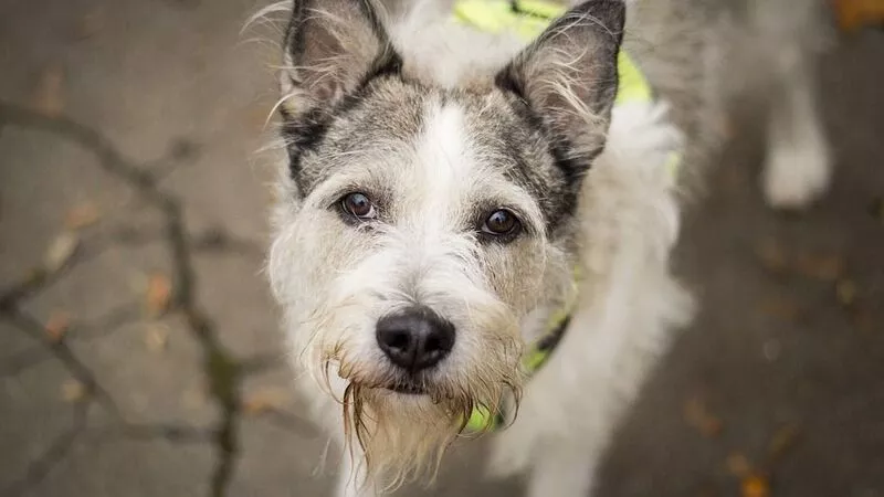 На борьбу с бездомными собаками в Долинске выходит новый отловщик