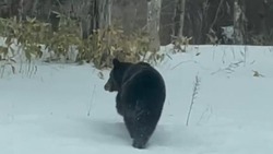 «Мишка!»: жительница Кунашира встретила медведя, который обнимал дерево
