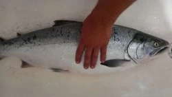 Житель Сахалина вытянул огромную горбушу без наживки