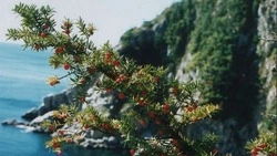 Тысячелетний тис на Курилах претендует на звание Российского дерева года