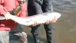 Огромного краснокнижного тайменя выловили рыбаки на Сахалине