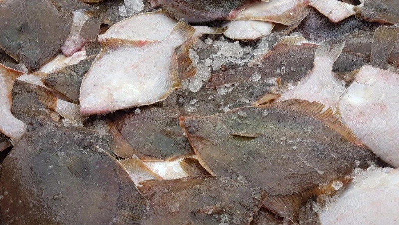 Свежую камбалу по 92 рубля предложили жителям Долинского района 12 октября 