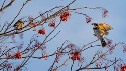 Потепление до +9 градусов спрогнозировали сахалинские синоптики на 26 марта