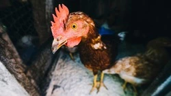 Жителям Сахалина напомнили о согласовании перевозки домашней и декоративной птицы