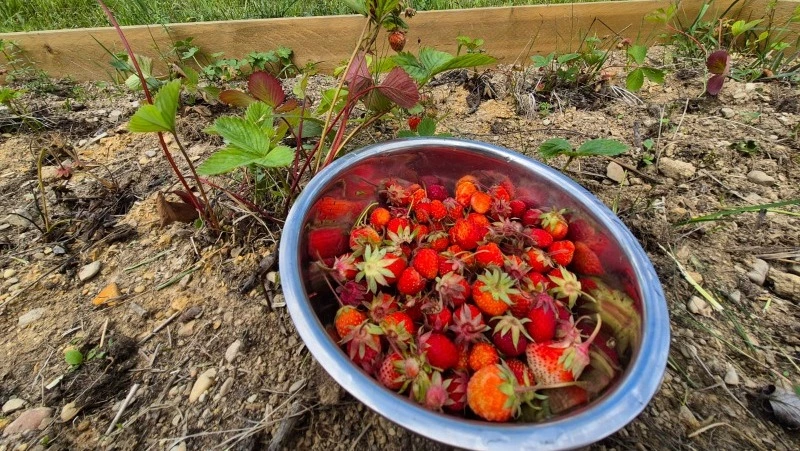 Бессовестные цены: в Южно-Сахалинске земляникой торгуют от 500 до 1200 рублей за килограмм