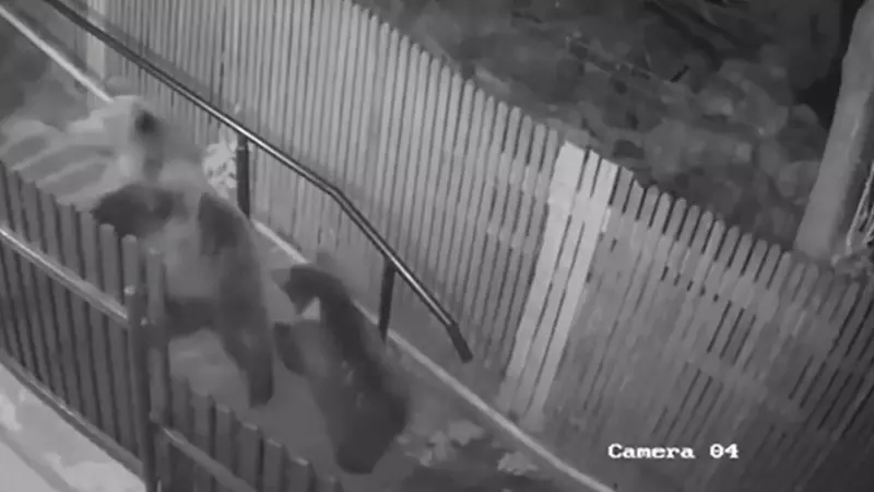 Женщина чудом спаслась от медведей на Дальнем Востоке. ВИДЕО