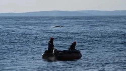 В Мурманской области полностью освободили из сетей застрявшего кита