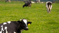 Сахалинские коровы открыли сезон обедов на свежем воздухе