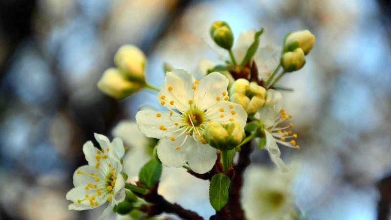 В Минтруде напомнили россиянам о количестве выходных в мае