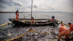 Общественные слушания по уловам 2025 года стартовали в Сахалинской области