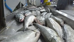 Более 11 тысяч тонн рыбы экспортировали из Приморья и с Сахалина 10–15 марта