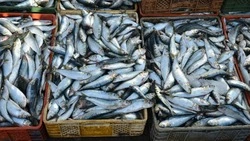 На Сахалине и в Приморье проверили свыше 15 тысяч тонн рыбопродукции на экспорт