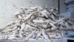 Продажу наваги по цене от 70 до 90 рублей за кг открыли в Южно-Сахалинске 26 января