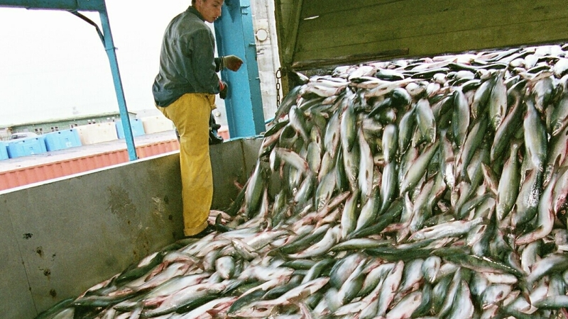Рыбацкая общественность не согласна с изменением срока дрифтерного лова лососевых