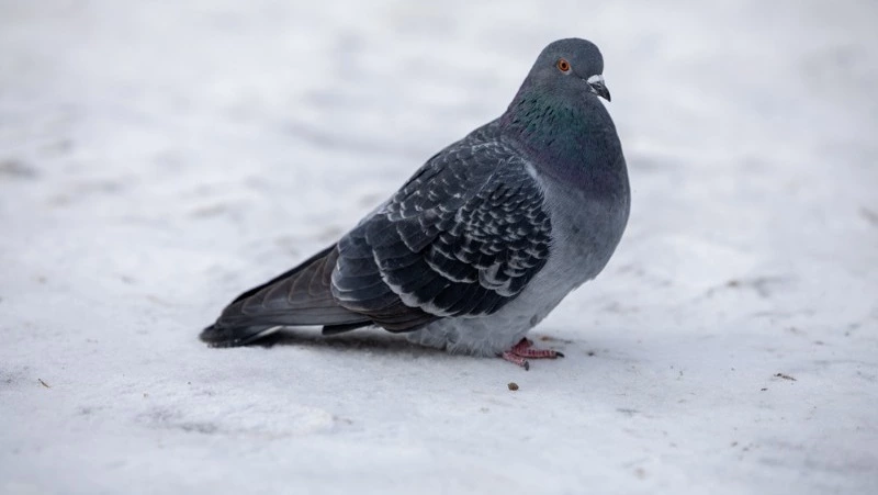 Погода в Южно-Сахалинске 20 декабря: облачно и морозно