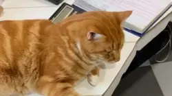 «Вовсю готовит отчеты»: курильского бобтейла Кешу на Итурупе застали за работой