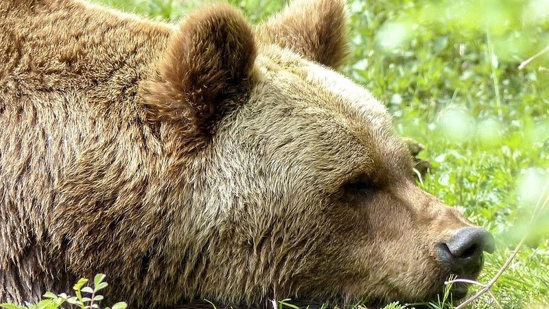 Сахалинские охотоведы выманили опасного медведя из леса мертвыми баранами