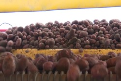 43000 тонн картофеля — Центр внимания 13 сентября