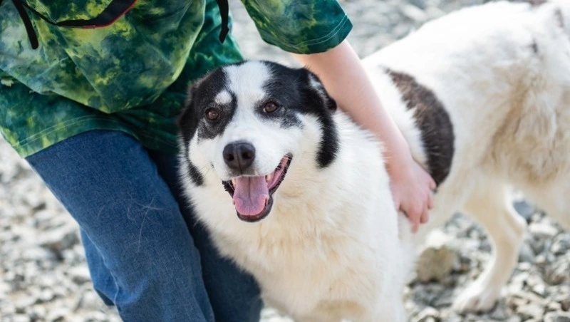 «Скиталась по улицам»: плюшевая собака Герда нуждается в человеческом тепле