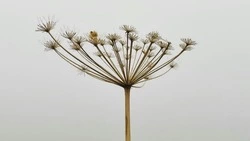 Туман утром и до +26 градусов днем прогнозируют синоптики в Южно-Сахалинске 12 июля