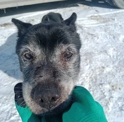 Пес-старичок едва не погиб на обочине дороги в Южно-Сахалинске