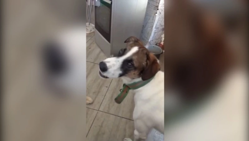 Пес из Поронайска подпел патриотической песне Сергея Трофимова