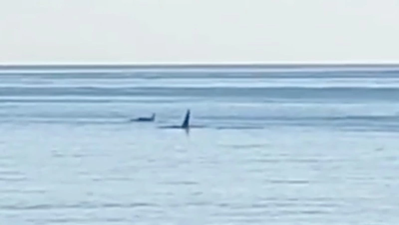 Семью косаток заметили у мыса Острый