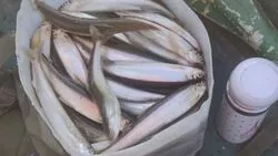 На Камчатке стартовал сезон корюшки. Сахалинские рыбаки ждут своей очереди