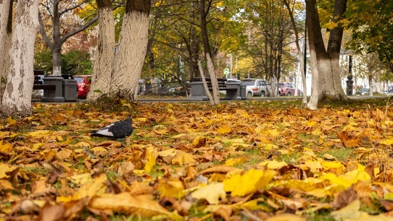 Холодно и пасмурно будет в Южно-Сахалинске 20 октября