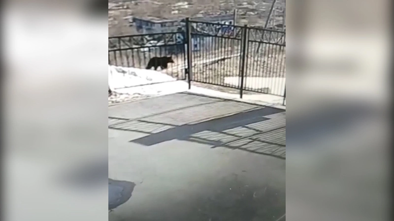 Молодой медведь пришел к школьным воротам на юге Сахалина