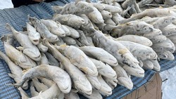 Рыбаки Сахалинской области начали добычу наваги