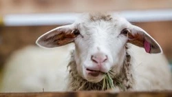 Производство молока, овощей и мяса выросло в Южно-Сахалинске