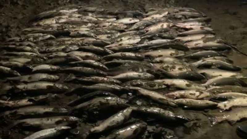 Более 60 нарушений выявили за неделю сотрудники сахалинской рыбоохраны