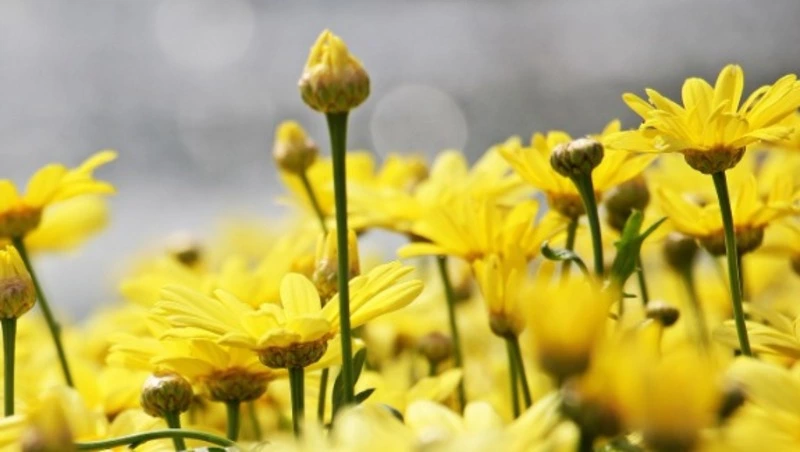 Жителей Сахалина родом с Донбасса пригласили на кадровый конкурс руководителей