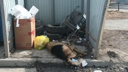 Неизвестный принес труп собаки на контейнерную площадку в Южно-Сахалинске