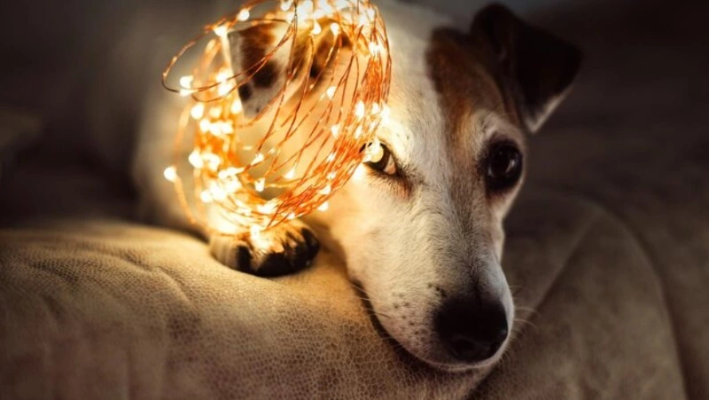 Часть Дальнего и Южно-Сахалинска останется без света на выходных