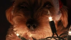 Психиатрическая больница и 12 домов в Южно-Сахалинске останутся без света 4 декабря