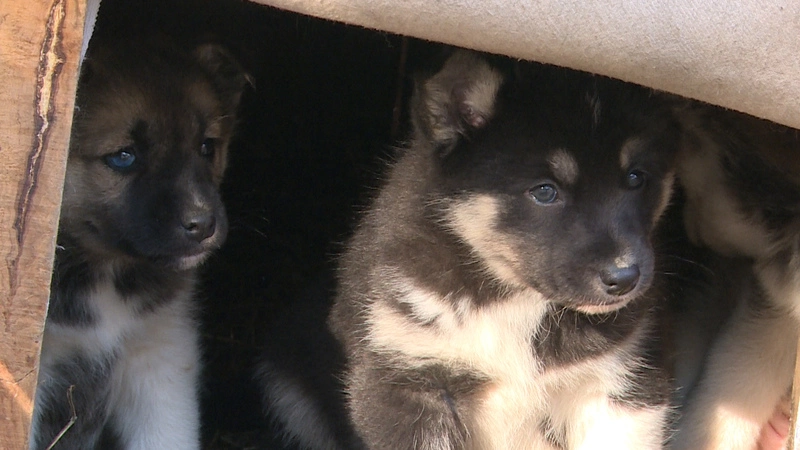 Приют для собак попросил у сахалинцев помощи в строительстве вольеров