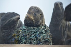 Сахалинцы освободили сотню морских котиков от пластиковых оков