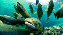 Растянутый ход лосося