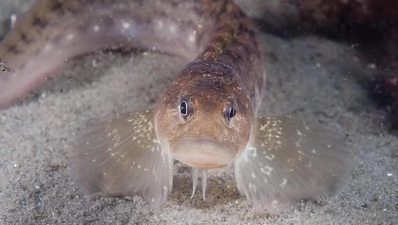 Бельдюга на Сахалине: особенности, среда обитания и значение для экосистемы